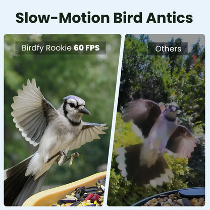 Birdfy Smart Bird Feeder with Camera for Rookie, Camera Bird Feeder Dual Night Vision, AI Recognition IP66 Waterproof for Birdlovers